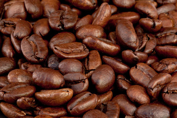 Coffee seeds laid out together