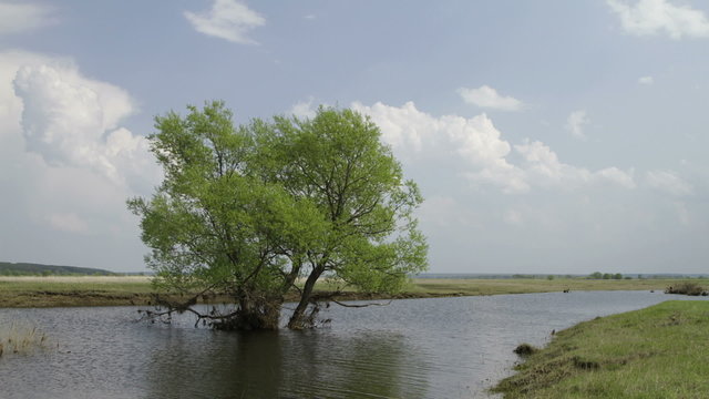 oak tree in water, spring flooding