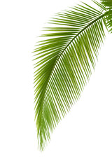Obraz premium Leaf of palm tree