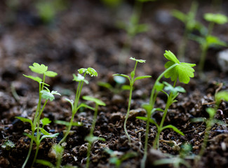 green seedling