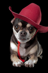 Cute Chihuahua in Red Cowboy Hat