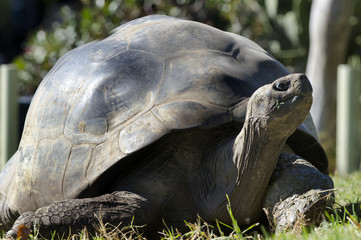 Wildlife and Animals - Galapagos Tortoises