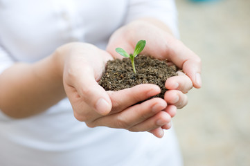 plant in the hand