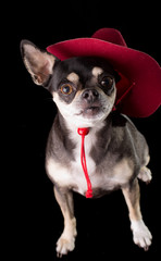 Cute Chihuahua in Red Cowboy Hat