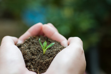 plant in the hand