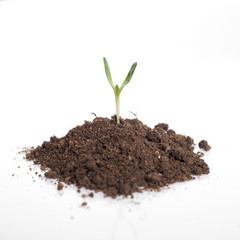 seedling green plant