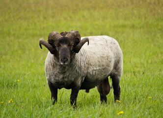 Black Ram in meadow