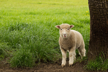 White Young Sheep Lamb