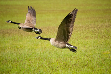 Two Canada Geese Flying
