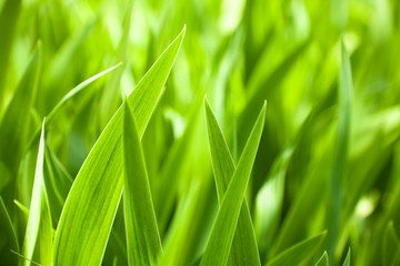 Beautiful  iris leaves