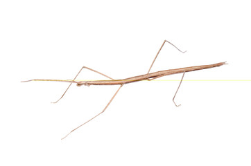walking stick bug