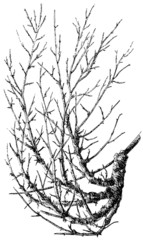 Taphrina cerasi on cherry branch