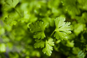 Fresh garden parsley