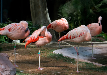 Pink Flamingo