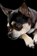 Cute Chihuahua Profile View