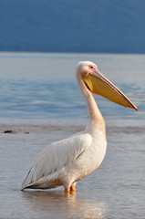 Great white Pelican