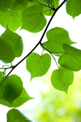 Fototapeta na wymiar Młode zielone liście