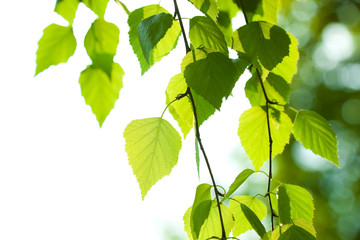 Fototapeta na wymiar Młode zielone liście