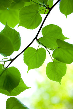 Young green leaves