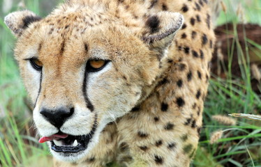 Cheetah