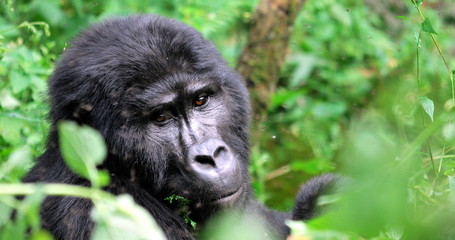 Silver-back gorilla hiding in the bush