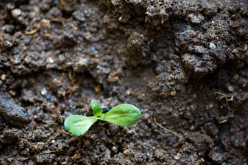 small plant