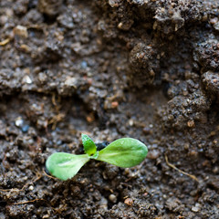 small plant