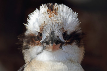 Kookaburra