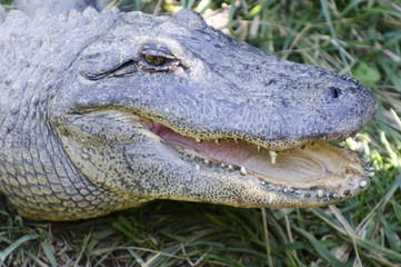 Wildlife and Animals - Crocodile