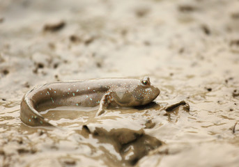 mudskipper