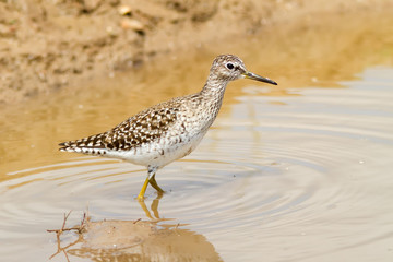 Wood Sandpiper