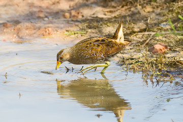 Spotted Crake Feeding