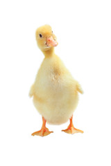Four days old duckling isolated on white