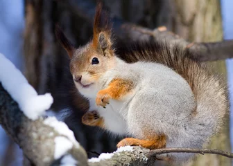 Selbstklebende Fototapeten squirrel on a tree © fototehnik