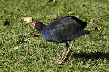 Wildlife and Animals - Pukeko