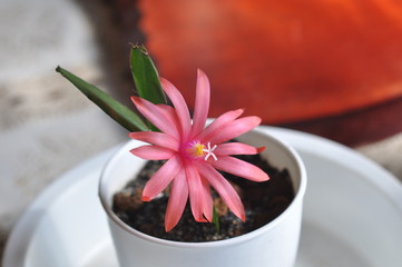 イースターカクタスの花