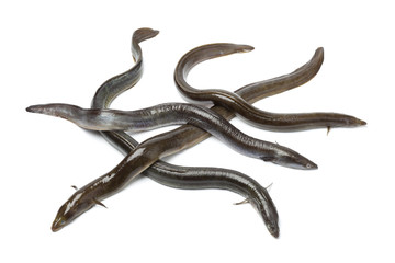Obraz premium Fresh European eel