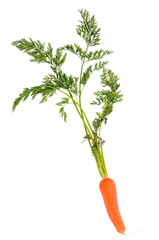 La carotte et ses fanes