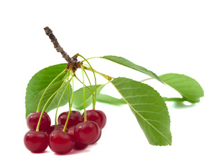 branch with cherries isolated