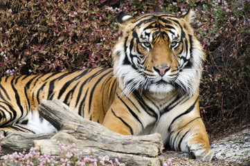 Fototapeta na wymiar Rezerwaty i zwierzęta - Tiger