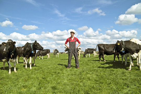 Young dutch farmer with his cows in the countryside