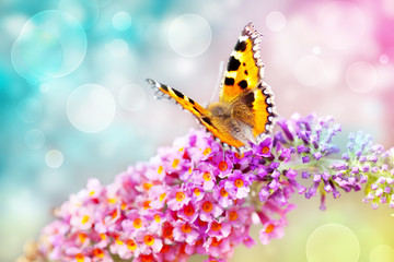 butterfly on flower - obrazy, fototapety, plakaty
