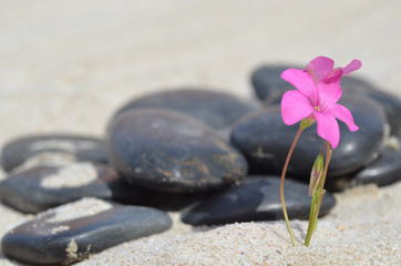Obraz na płótnie Canvas Kwiat na plaży