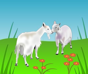 Two Goats
