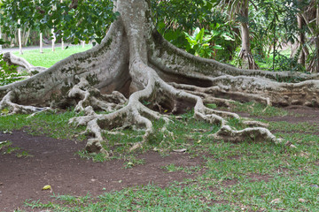 racines de ficus cordifolia, île Maurice