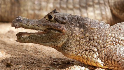 crocodile portrait 6286