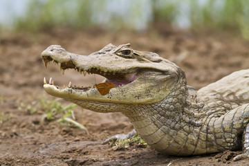 Cayman (Caiman crocodilus fuscus) with butterfly feeding around the teeth on its lower jaw in its mouth while it pants in the heat