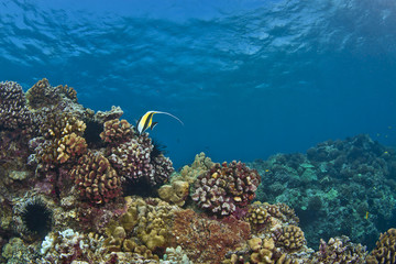 Lone Moorish Idol on a Hawaiian Reef