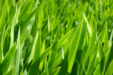 Green iris leaves