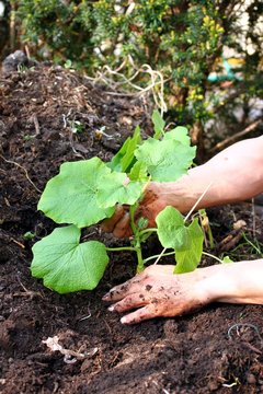 Frau pflanzt mit dreckigen Händen Kürbispflanze